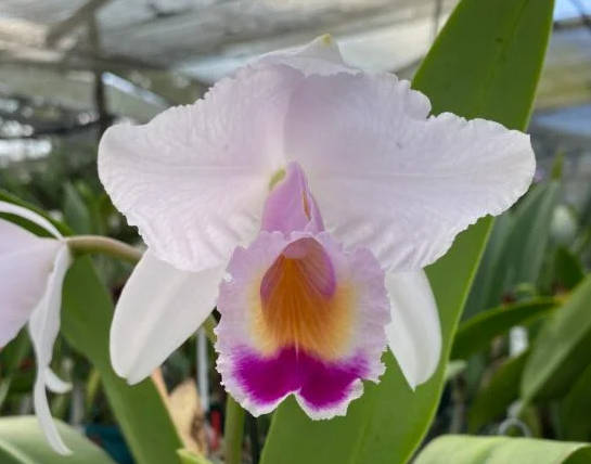 Cattleya quadricolor color (6