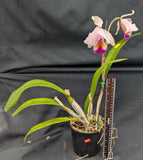 Cattleya quadricolor color (6"p)