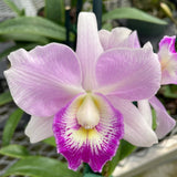 Ctty. Spring Fragrance 'Paradise' (6"p)