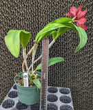 Ctt. Caribe Colors (6"p)<br>(Slc. Naomi Kerns x Slc. Rajahs Ruby)