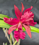 Ctt. Caribe Colors (6"p)<br>(Slc. Naomi Kerns x Slc. Rajahs Ruby)