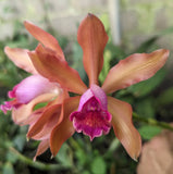 C. Creme Brule (4"p) <br> (C. Chocolate Drop x C. forbesii 'Equilab')