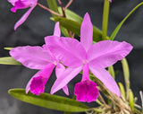 Cattleya Graf's Primario (4"p)<br>(Cattleya lawrenceana coerulea x C. skinneri coerulea)