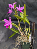 Cattleya Graf's Primario (4"p)<br>(Cattleya lawrenceana coerulea x C. skinneri coerulea)