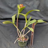 Rlc. Ploenpit 'Crown Joy' (6"p)