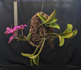 Cattleya violacea 'Sarasota' AM/AOS Mounted