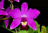 Cattleya violacea Rubra 'Taiwan' (BR)