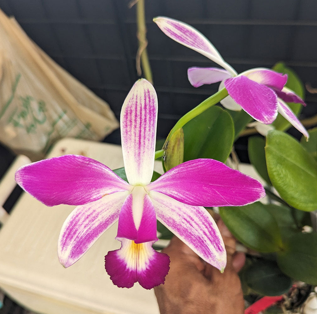 Products – Page 10 – Plantio La Orquidea
