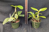 Cattleya violacea s/a Flamea x sibling (4"p)
