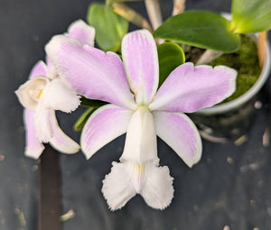 C. violacea 's/a 'Snowfire'' x 'Incredible Flame'  (5" pot)