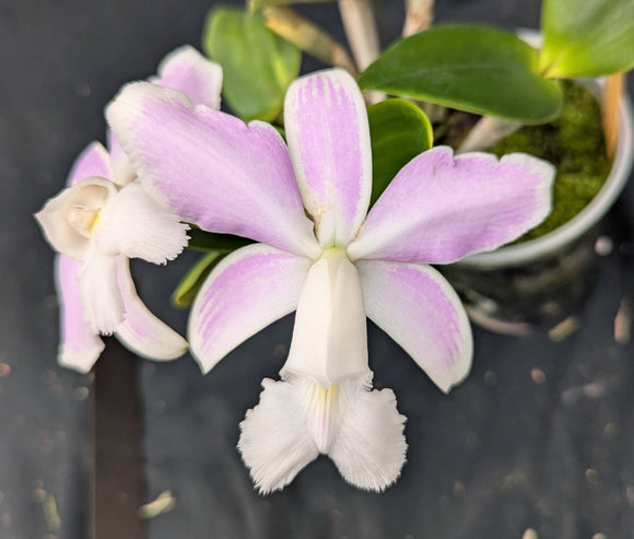 C. violacea 's/a 'Snowfire'' x 'Incredible Flame'  (5