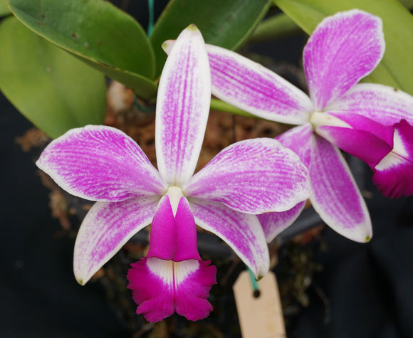 C.attleya violacea  flamea (bare root)