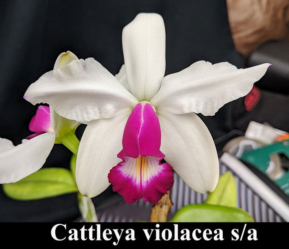 Cattleya violacea semi alba x sibling (BR)