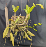 Cattleya violacea Striata  (mounted)
