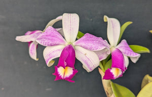 Cattleya violacea Striata  (mounted)