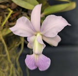 Cattleya walkeriana coerulea Very large mounted.