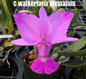 Cattleya walkeriana flamea 'Divination' X 'Cuoto' (2"p)
