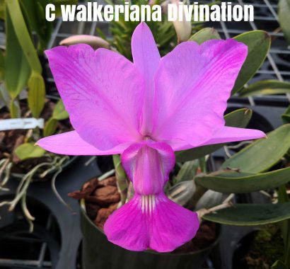 Cattleya walkeriana flamea 'Divination' X 'Cuoto' (2