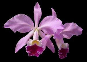 Cattleya warnerii tipo (2"p) <br>(C. warnerii 'Pink Perfection' HCC/AOS x 'Orchid Eros Picotee'