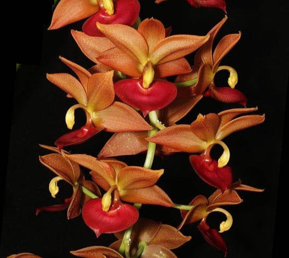 Cygnodes Taiwan Gold 'Orange' (4
