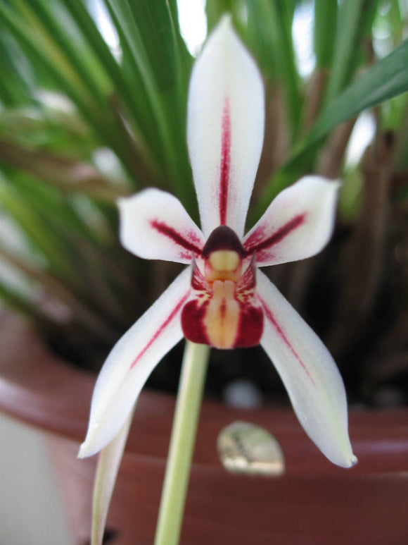 Cymbidium dayanum (2.5