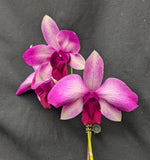 Dendrobium 'Big Flower' (4" p)