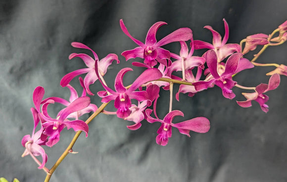 Dendrobium Hawaiian Punch (4