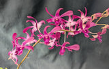 Dendrobium Hawaiian Punch (4"p)