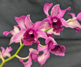 Dendrobium Serene Chang (4" p)