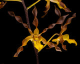 Dendrobium Touch of Gold (4"p)