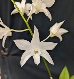 Dendrobium White Grace Sato (6"p)