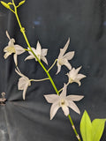 Dendrobium White Grace Sato (6"p)