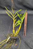 Dendrobium chrysotoxum (3" basket)