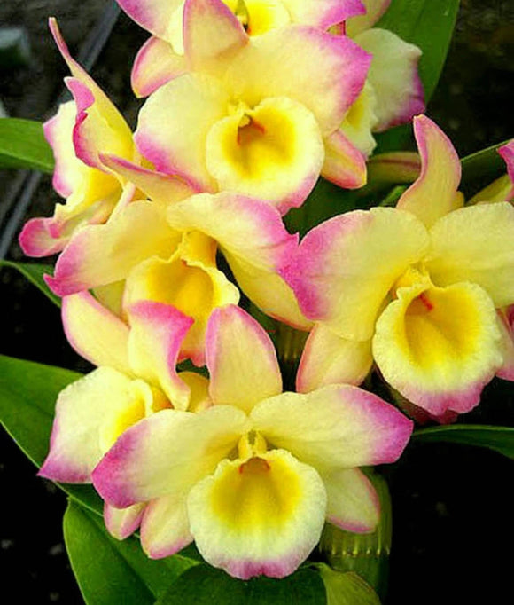 Den. Fairy Moon 'Sweetie' (4