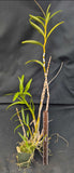 Dendrobium Touch of Gold (4"p)