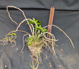 Dendrobium aphyllum (BR)