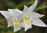 Dendrobium crumenatum (m)