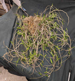 Dendrobium crumenatum (BR) Large Plant