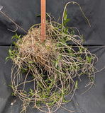 Dendrobium crumenatum (BR) Large Plant
