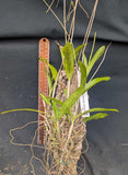 Dendrobium crumenatum (m)