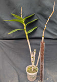 Dendrobium of the Phalaenopsis type, assorted surprise (4"p)