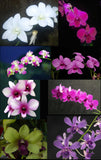 Dendrobium of the Phalaenopsis type, assorted surprise (4"p)