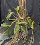 Dendrobium speciosum, large plant (mounted)
