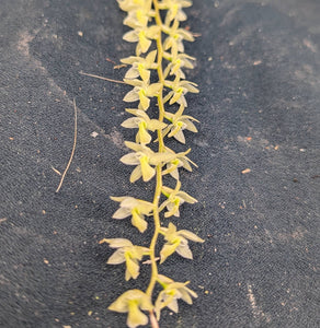 Dendrochilum cobianum 'Selby' (10"b)