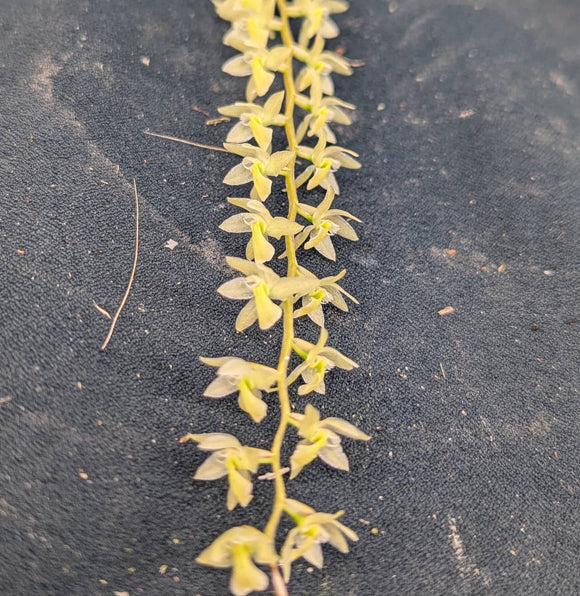 Dendrochilum cobianum 'Selby' (10