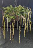 Dendrochilum cobianum 'Selby' (10"b)