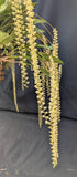 Dendrochilum cobianum 'Selby' (10"b)