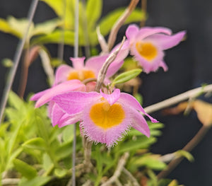 Dendrobium loddigessii (2"p) little Plants