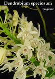 Dendrobium speciosum, large plant (mounted)