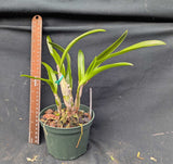 Diac. Chantilly Lace 'Twinkle' (5"p)